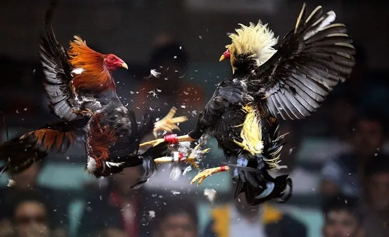 Bí Quyết Chơi Đá Gà Sabong 8Day Từ Cao Thủ Giúp Bạn Thắng Lớn 1 Bí Quyết Chơi Đá Gà Sabong 8Day Từ Cao Thủ Giúp Bạn Thắng Lớn